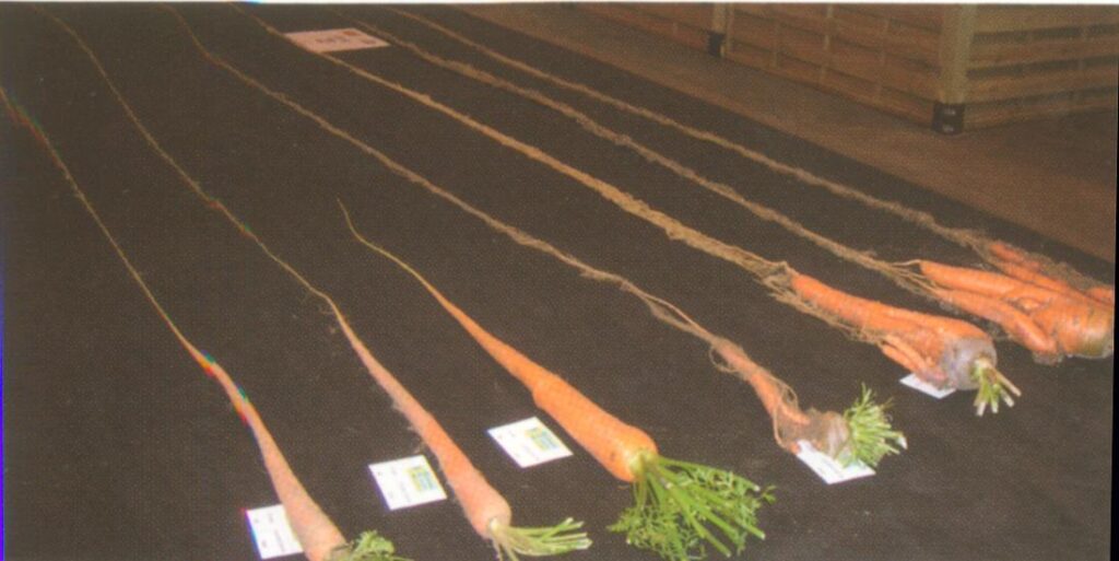 世界一長い野菜は？